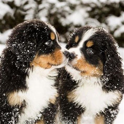 Pin by Nina Moret on Doggy Moggy | Bernese mountain puppy, Cute dogs ...