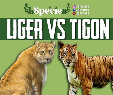 Liger Vs Tigon OR Tigon Vs Liger