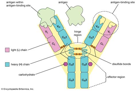 Diagram Of Antigen Receptors On Lymphocytes