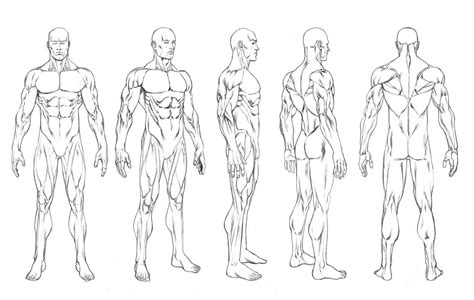 5 Standing Male Positions. | Male figure drawing, Human figure drawing ...