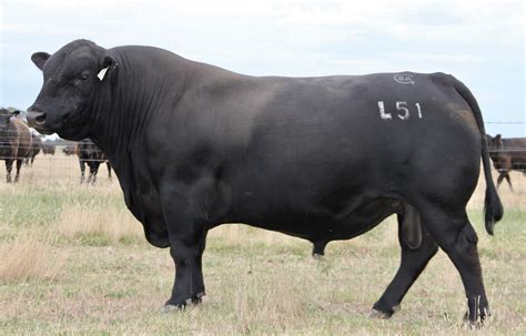 Black Angus Complement L51 "Selwood" - Breeder Genetics