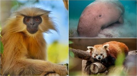 Photos: 7 exotic and rare animal species you didn't know existed in ...