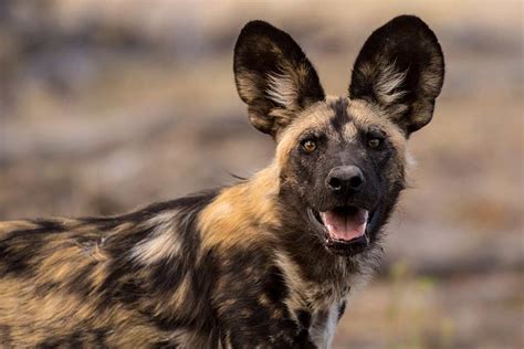 The African Wild Dog and Kenya's efforts to save it from extinction