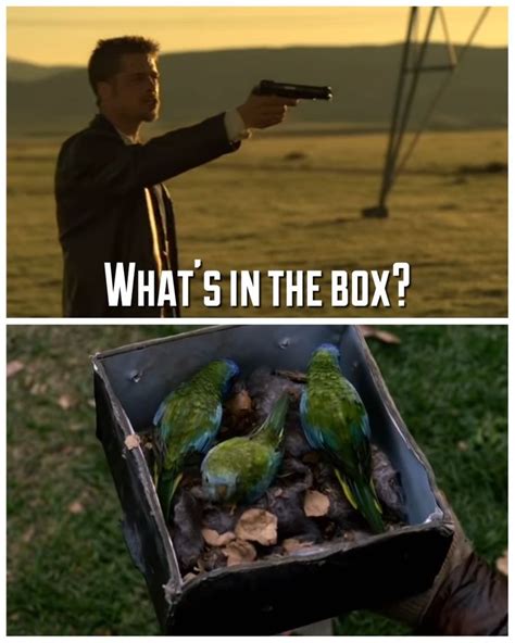 Se7en/Bird Box | Bird boxes, Funny memes, Bird