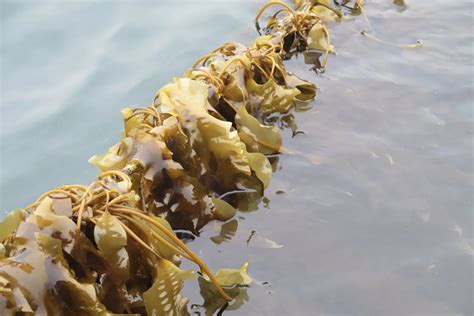 Can kelp farming fix the planet? Experts weigh in on promises and ...