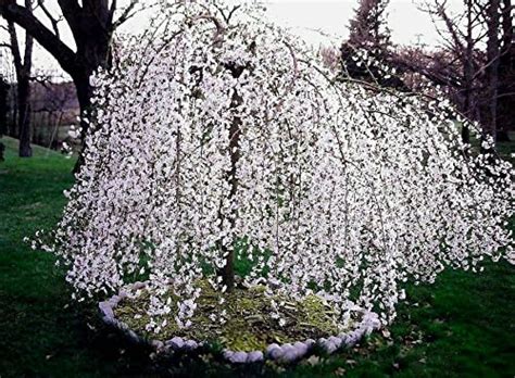 Cherish Springtime: A Guide To The Best Weeping Cherry Trees