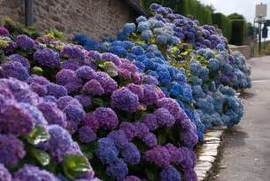 France in Bloom: Magnificent Blue Hydrangeas | Lisa Cox Garden Designs Blog