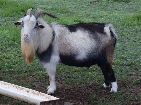 Pygmy Goat (American Pygmy) Info, Size, Lifespan, Temperament, and Pictures