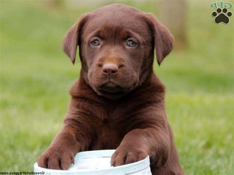 Chocolate Labrador Puppies Indiana | PETSIDI