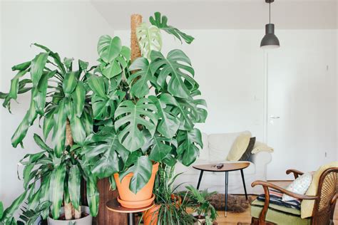 Plantas de interior: las mejores especies para tener en casa ...