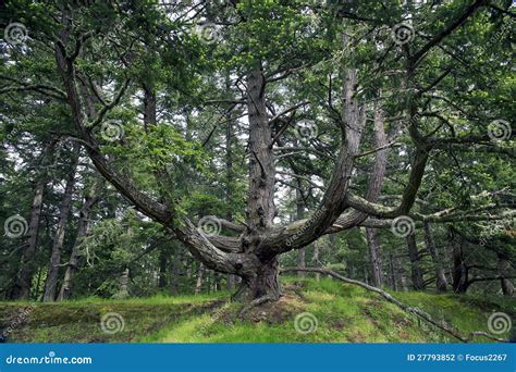 Warped Tree stock photo. Image of island, forest, nature - 27793852