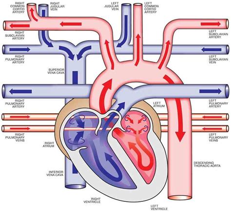 Human Heart Anatomy Diagram - coordstudenti