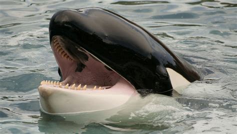 Killer Whale Hunting Strategies