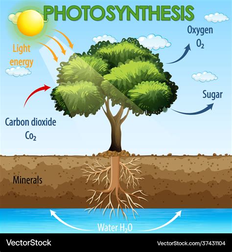 Diagram showing process photosynthesis in plant Vector Image