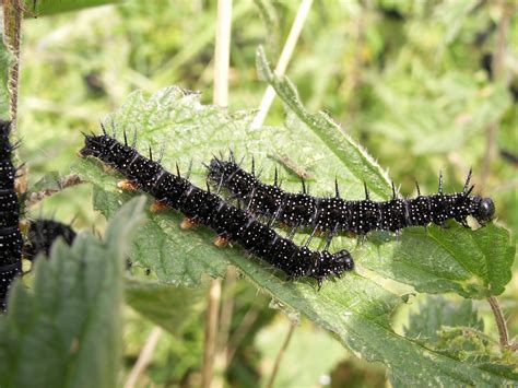 Black spiky caterpillars | Wolsely Nature Reserve, Staffords… | Flickr