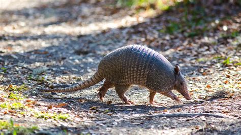 Armadillos Make Great Neighbors • The Revelator