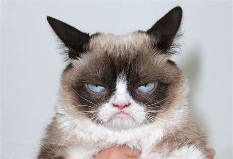 grumpy cat Memes - Imgflip