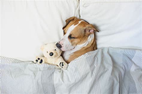 How Many Hours a Day Do Dogs Sleep? How Long Dogs Sleep, Explained ...