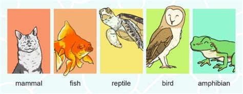 What are Vertebrates? | Vertebrate Groups - Twinkl