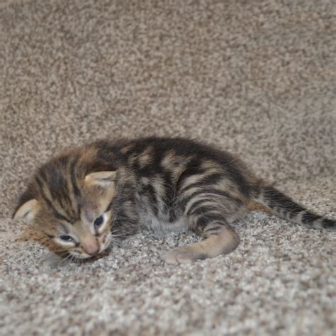 F6 Savannah Kittens for Sale Amanukatz Savannah Cats Ohio Mi and Pa