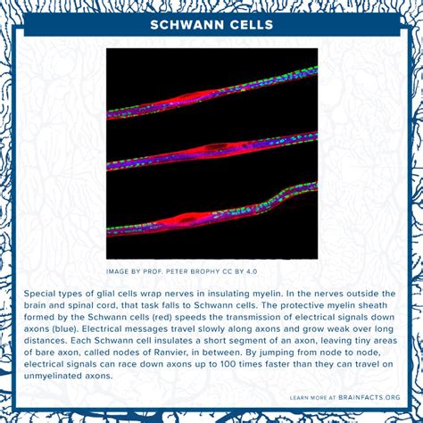 Schwann Cells