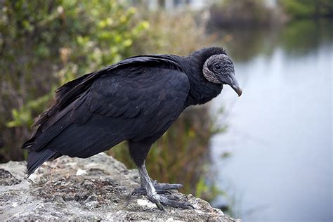 Black Vulture Facts: Animals of North America - WorldAtlas