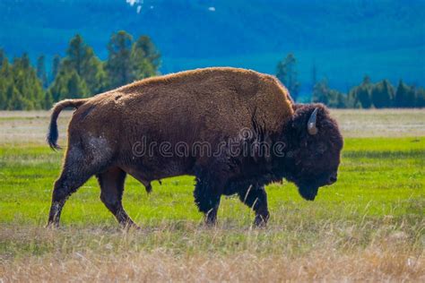 Bison Grazing the Pasture in the Yellowstone National Park, Wyoming ...