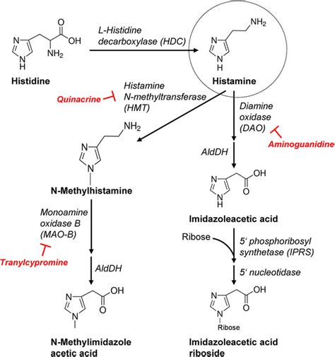 Frontiers | Histamine can be Formed and Degraded in the Human and Mouse ...