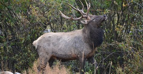 Free stock photo of elk, Estes Park, wildlife