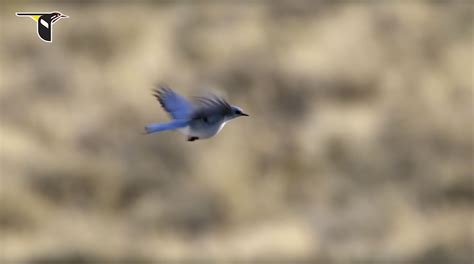 Mountain Bluebird Flying in the Wind | Bird Academy • The Cornell Lab