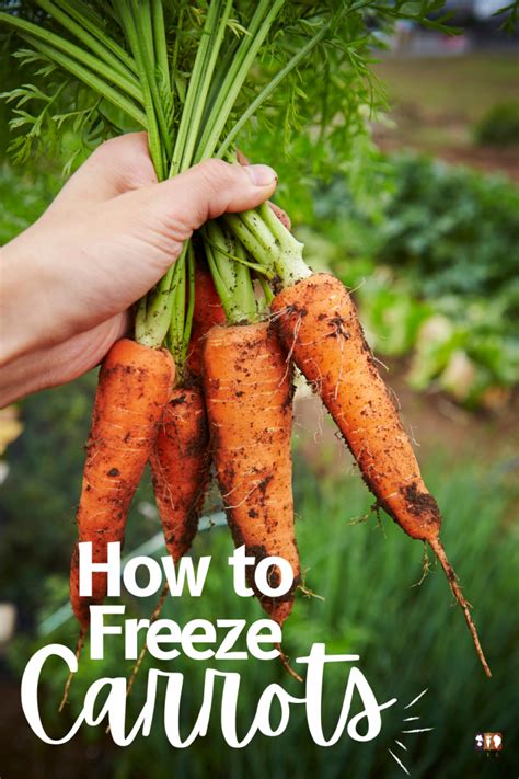 How to Freeze Carrots - The Kitchen Garten