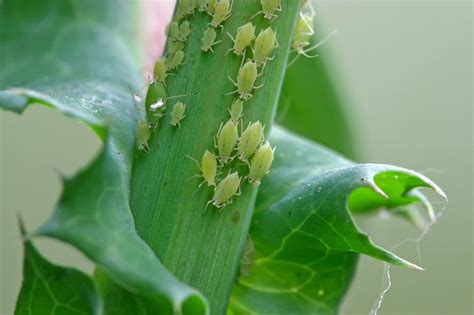 Common Diseases/Problems for Indoor Plants - Dave's Garden