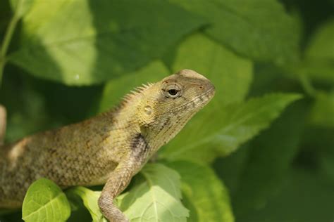 Red, White and Green Chameleon · Free Stock Photo