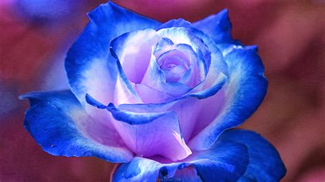 🔥 [73+] Blue Flower Wallpapers | WallpaperSafari