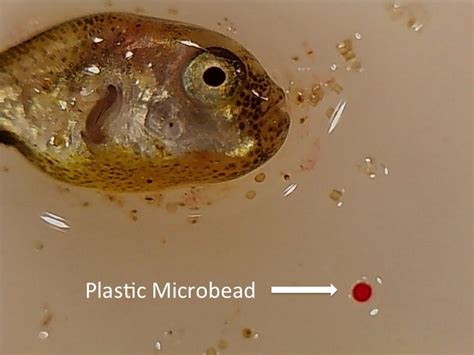 Microbeads | Plastic Free Seas