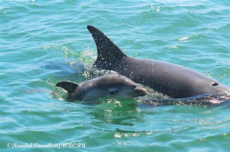 New Baby Dolphin in Bunbury plus some Fast Facts about Dolphins - ZigaZag