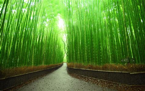 Sagano Bamboo Forest Wallpapers - Wallpaper Cave