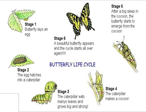 Life Cycle Of A Butterfly