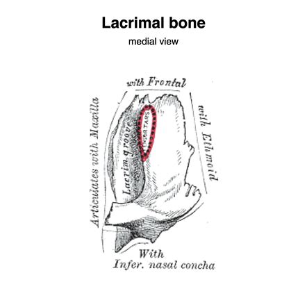 Lacrimal Fossa Location