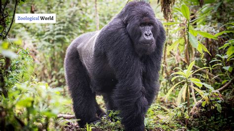 Eastern Gorilla Facts Information and Personality - Zoological World