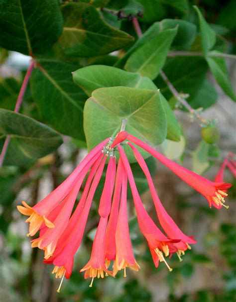 Wildflower of the Year 2014 Coral honeysuckle (Lonicera sempervirens ...