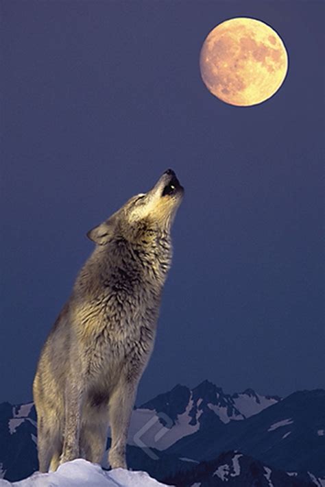 Gray Wolf Howling at the Moon - Athena Posters