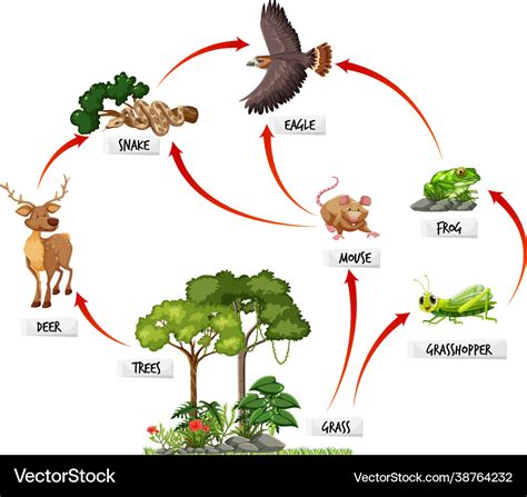 Diagram showing food web in rainforest Royalty Free Vector