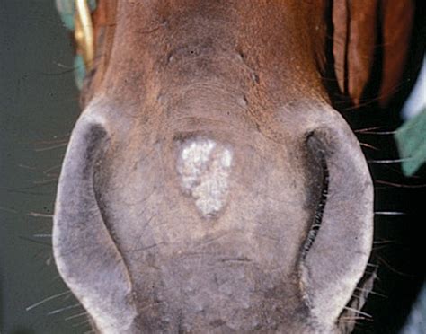 Sarcoid Tumors On Horses