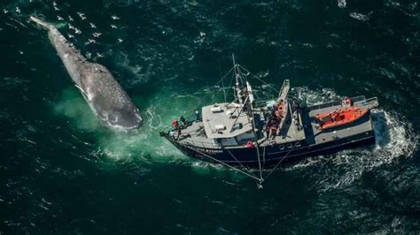 Ballena azul, compara su peso y tamaño - Vista al Mar