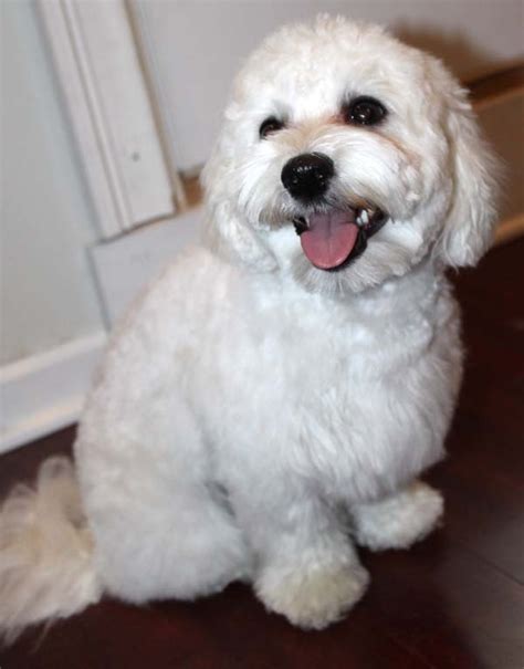 1000+ images about Maltipoo Pins on Pinterest | Poodles, Miniature and ...