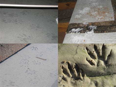 Raccoon Tracks / Footprints