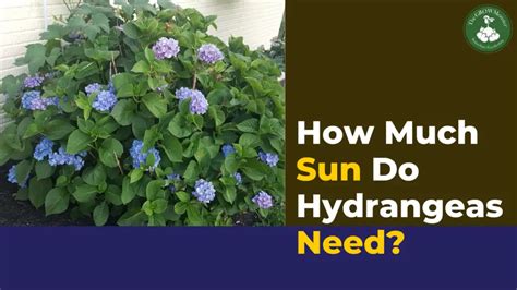 How Much Sun do Hydrangeas Need? - The Grow Monster