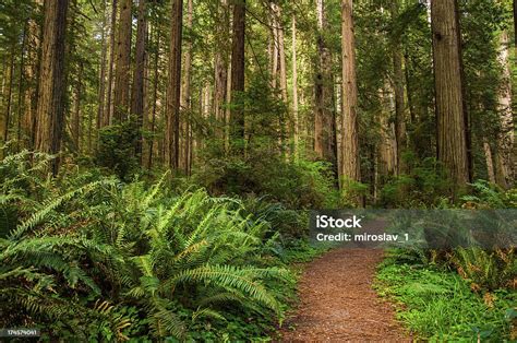 Hiking Path In Redwood Forest Stock Photo - Download Image Now ...