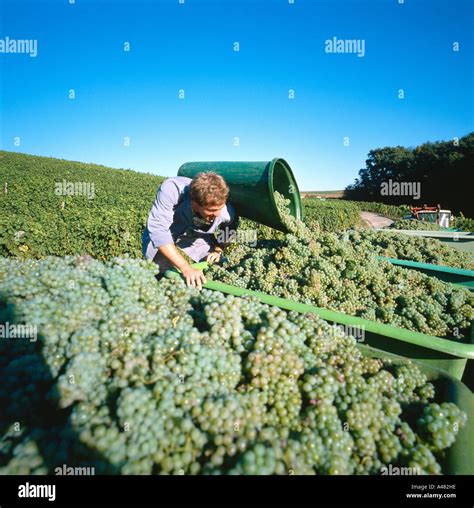 Vinegrower harvesting vine Stock Photo - Alamy